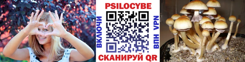 Псилоцибиновые грибы Psilocybe  Чёрмоз 